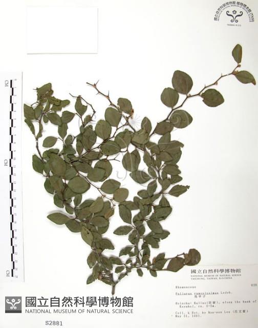 馬甲子藏品圖，第1張