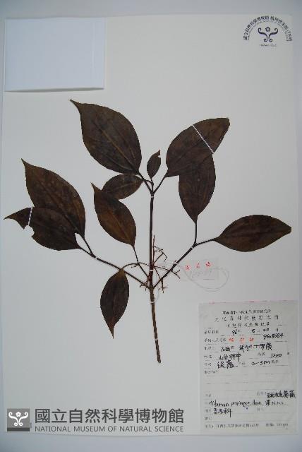 高山莢迷藏品圖，第1張