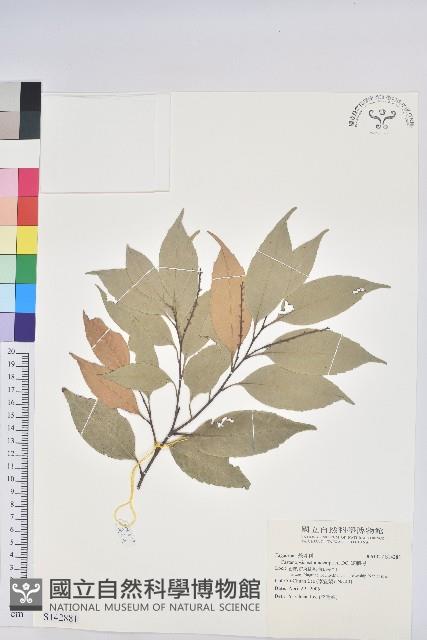 短刺栲藏品圖，第1張