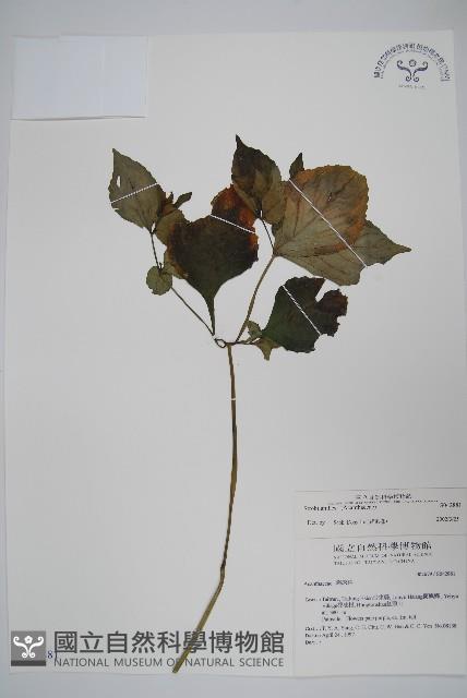 蘭嶼馬藍藏品圖，第1張