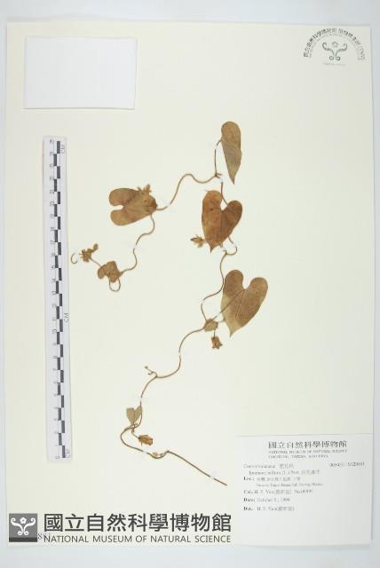 白花牽牛藏品圖，第1張