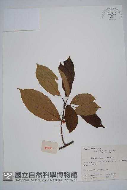 硬齒獼猴桃藏品圖，第1張