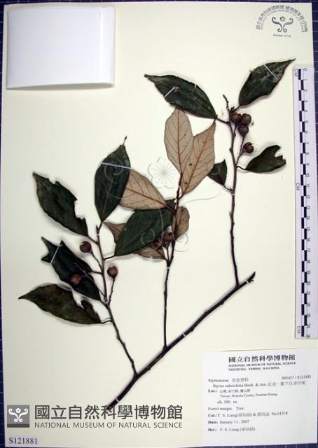 紅皮、葉下白、赤仔尾藏品圖，第1張