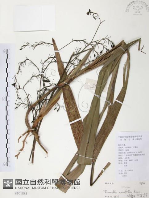 桔梗蘭藏品圖，第1張