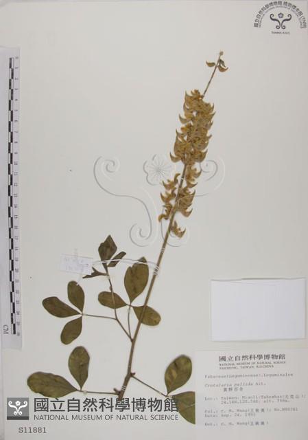 黃野百合藏品圖，第1張