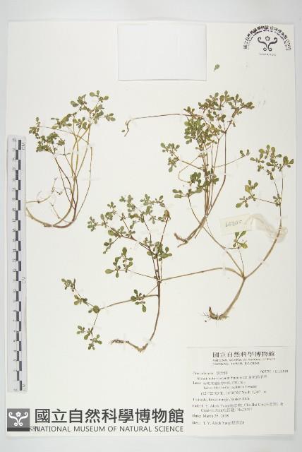 星果佛甲草藏品圖，第1張