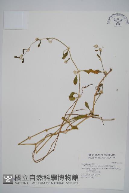 匙葉蓮子草藏品圖，第1張