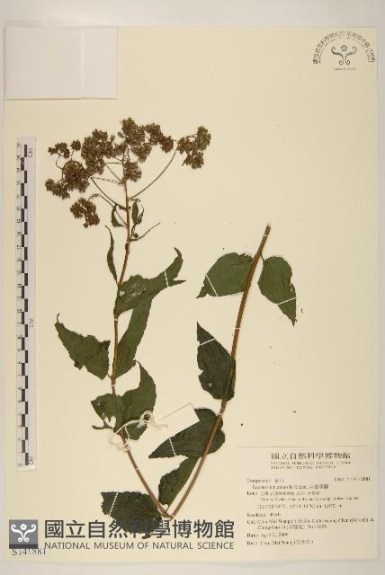 腺葉澤蘭藏品圖，第1張