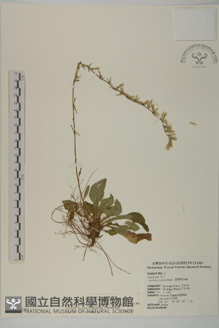 臺灣鬼督郵藏品圖，第1張