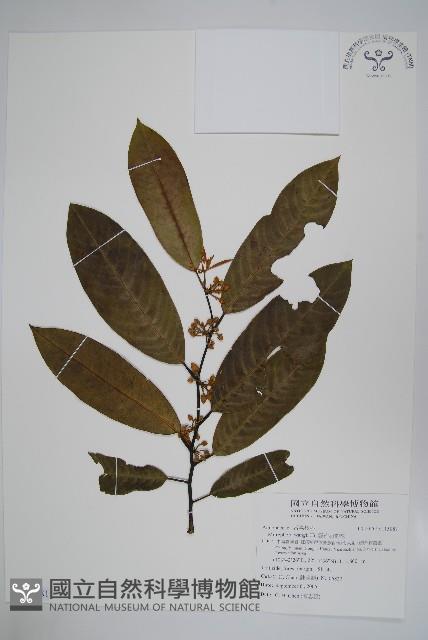 小萼瓜馥木藏品圖，第1張