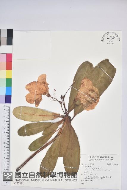 登錄號:S135881藏品圖，第1張