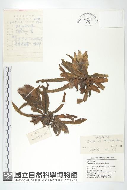 紫苞鳳毛菊藏品圖，第1張