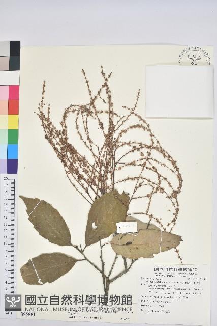 臺灣苦櫧藏品圖，第1張