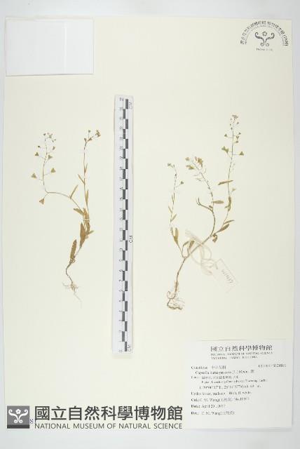 薺藏品圖，第1張