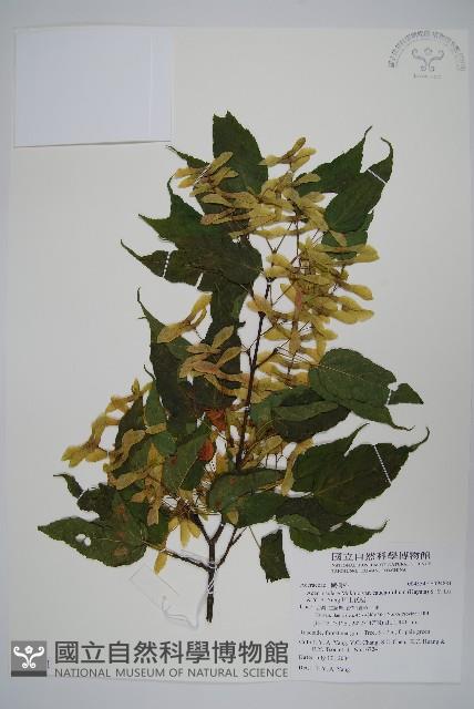 大屯尖葉槭, 川上氏槭藏品圖，第1張