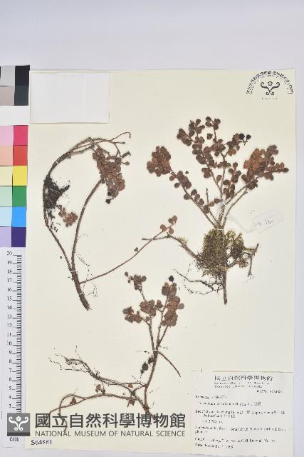 高山越橘藏品圖，第1張