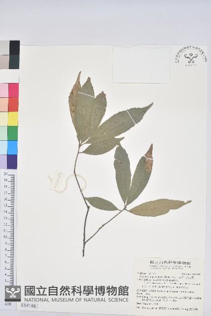 赤皮、赤皮椆藏品圖，第1張