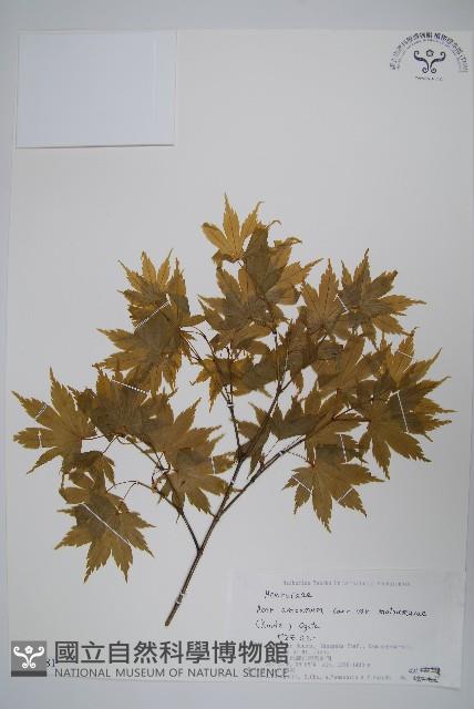 登錄號:S074881藏品圖，第1張