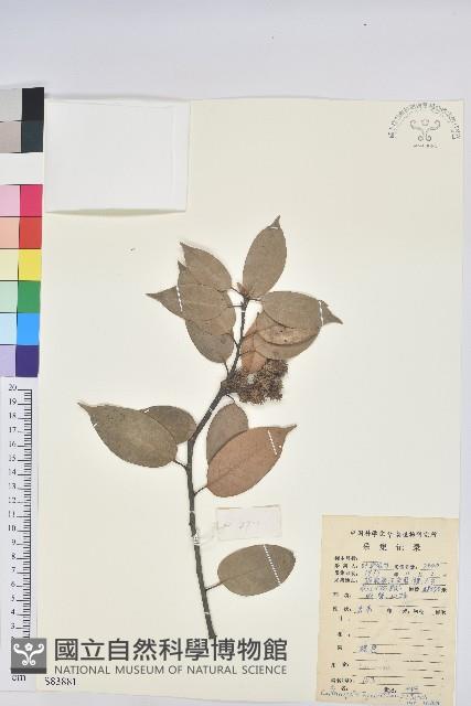 反刺苦櫧藏品圖，第1張