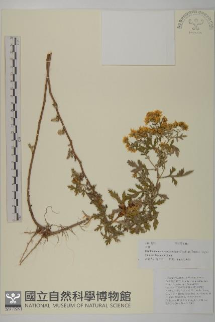 姜菱菊藏品圖，第1張