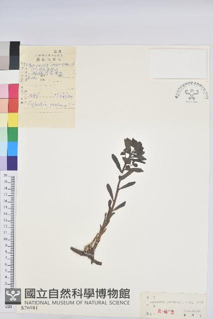 大戟藏品圖，第1張