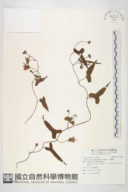 菜欒藤藏品圖，第1張