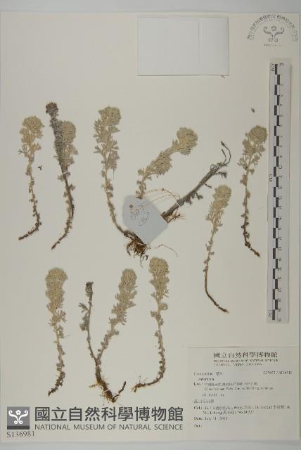 登錄號:S136981藏品圖，第1張