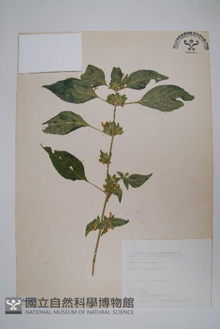 Accession Number:S066981 Collection Image, Figure 1, Total 2 Figures