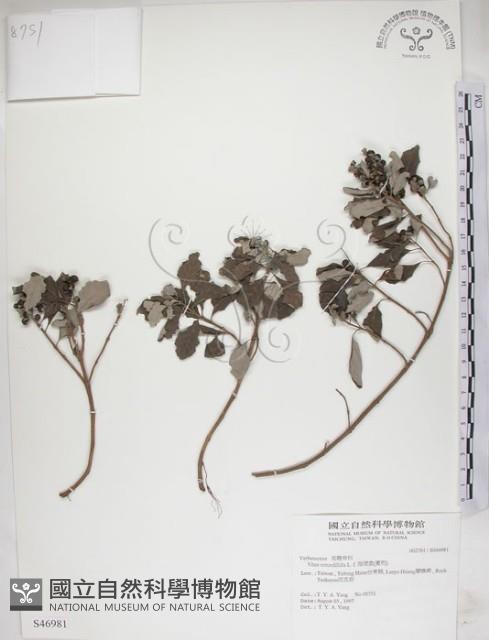 海埔姜藏品圖，第1張