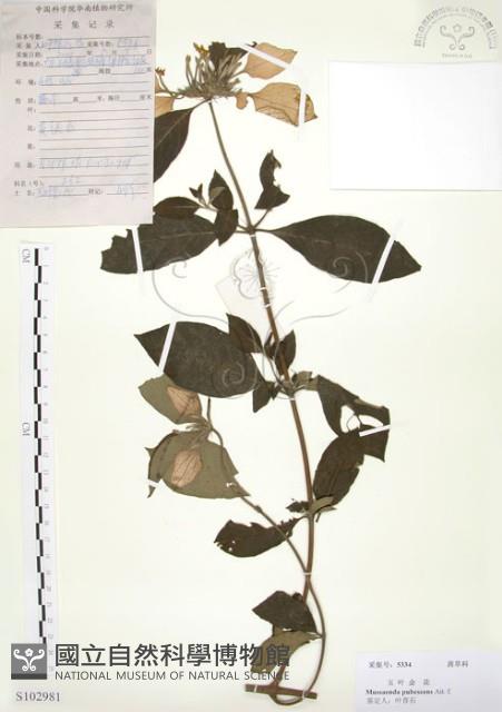 毛玉葉金花藏品圖，第1張