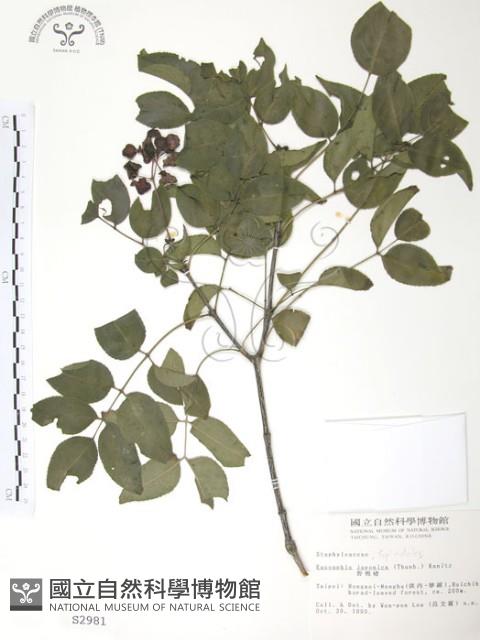 野鴉椿藏品圖，第1張