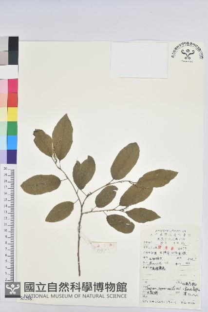 白木烏臼藏品圖，第1張