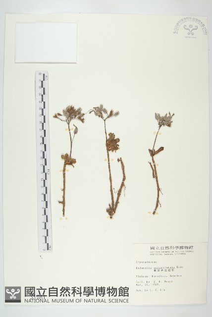 鵝鑾鼻燈籠草藏品圖，第1張