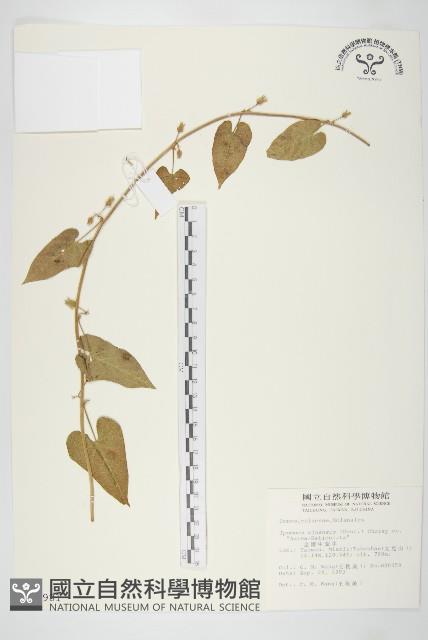 金網中牽牛藏品圖，第1張