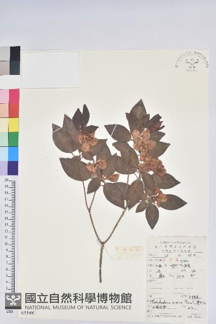 馬銀花藏品圖，第1張