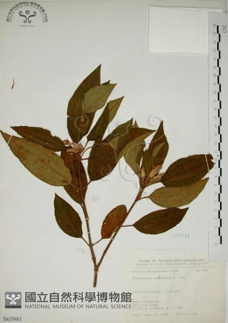 野牡丹藏品圖，第1張