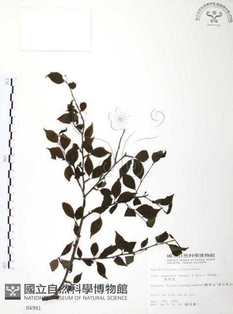 燈稱花、烏雞骨藏品圖，第1張