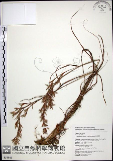 扭鞘香茅藏品圖，第1張