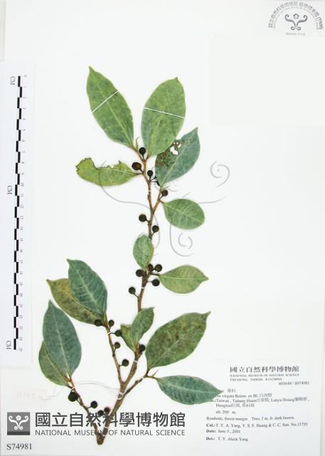 白肉榕、島榕藏品圖，第1張