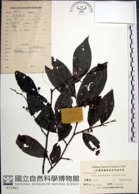 紅皮、葉下白、赤仔尾藏品圖，第1張