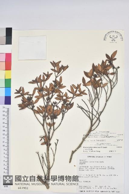 台灣高山杜鵑藏品圖，第1張