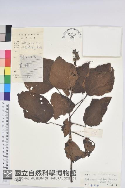 紅背山麻桿藏品圖，第1張