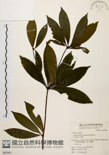 五掌楠藏品圖，第1張