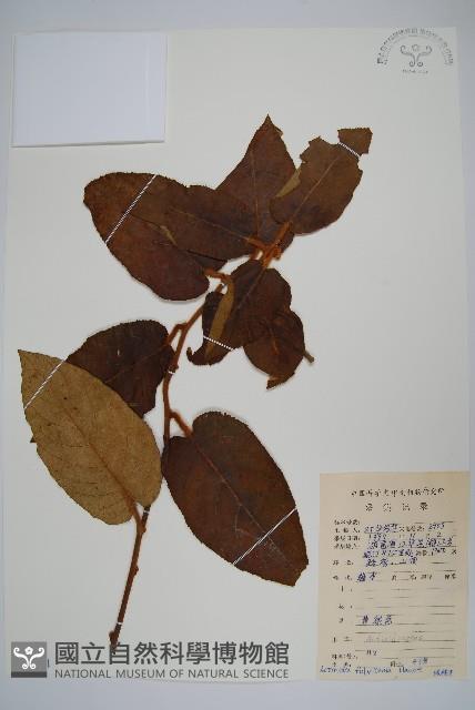 棕毛獼猴桃藏品圖，第1張