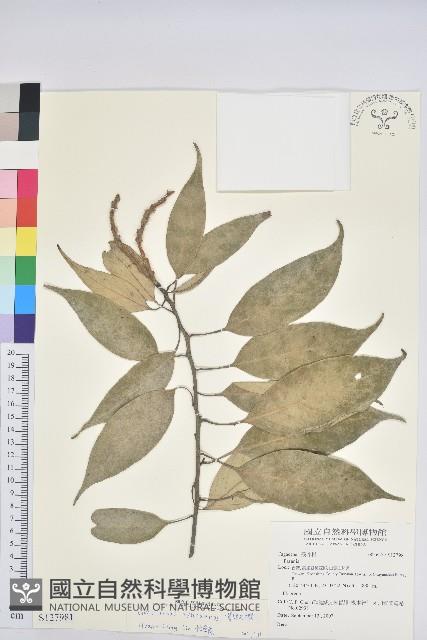 菱果石櫟藏品圖，第1張