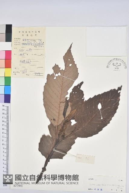 黧蒴栲藏品圖，第1張