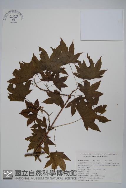 毛花槭藏品圖，第1張