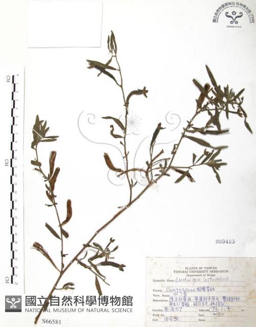 水丁香藏品圖，第1張