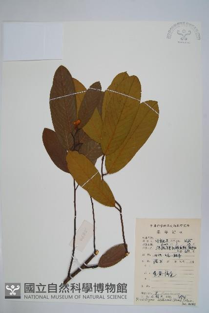 瓜馥木藏品圖，第1張