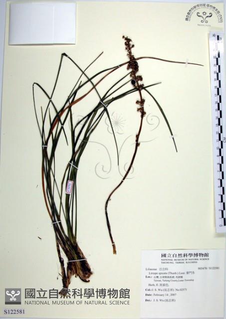 麥門冬藏品圖，第1張